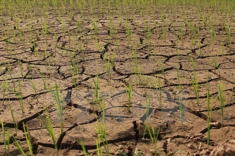More severe drought forecast this year in Vietnam