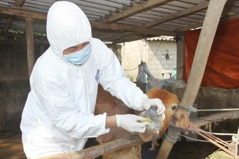 VN works to contain animal foot-mouth disease