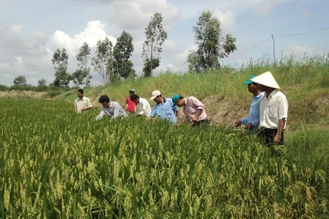 Sustainable agriculture transformation project launched in Hau Giang