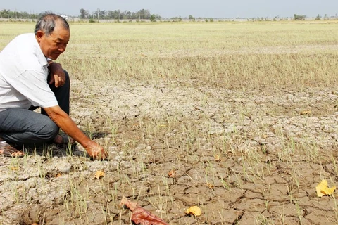 Saline intrusion takes toll on rice crops in Soc Trang