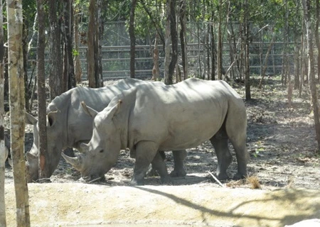Safari park dismisses claims of endangered species deaths