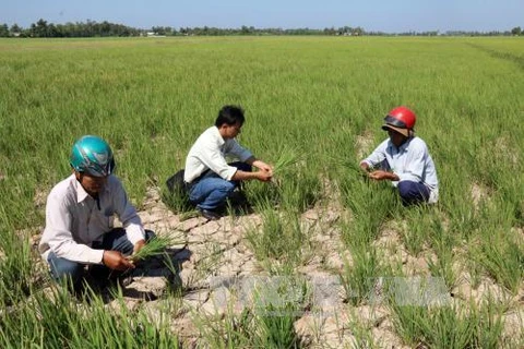 Drought affects over 13,000 households in Tra Vinh