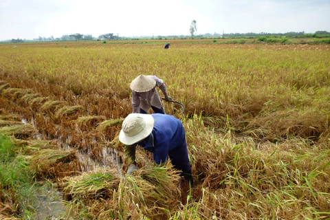 Mekong Delta improves post-harvest rice quality