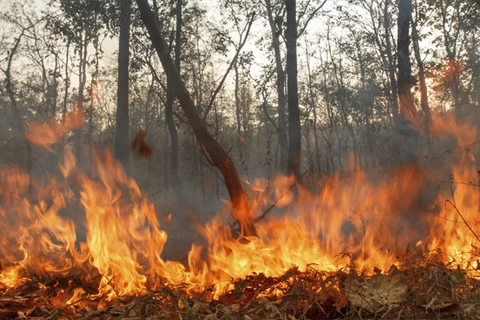 Indonesia tackles forest fires 