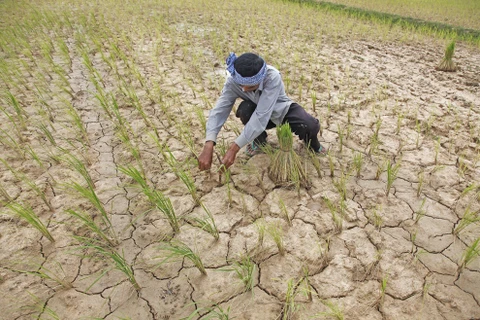 Cambodia intensifies measures to combat drought 