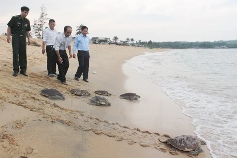 Rare sea turtles released in Quang Ngai