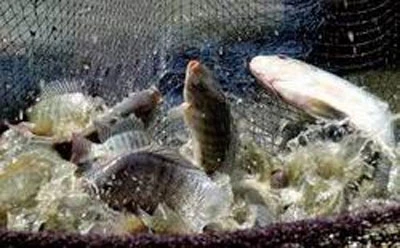 Tilapia breeding area to cover 33,000 hectares in 2020 