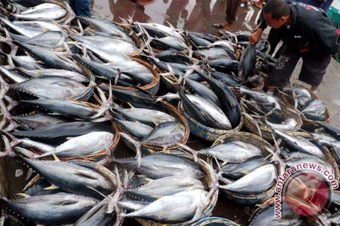 Indonesia boosts quota-based tuna fishing