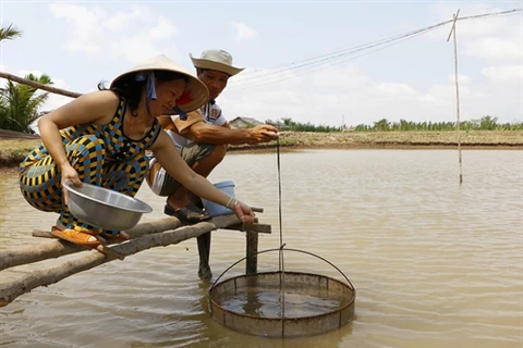 Shrimp breeders lack access to supply chains