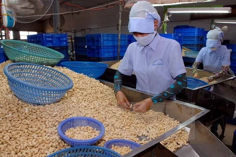 Vietnam keen on sustainable cashew nut processing