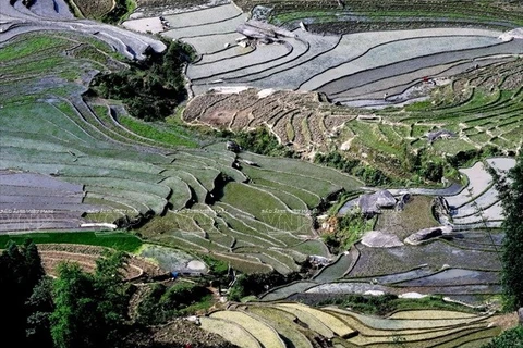 Colours of Y Ty terraced paddy fields in May