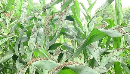 Grasshoppers attack crops in Son La