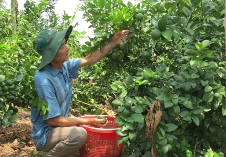 Vietnamese limes exported to RoK