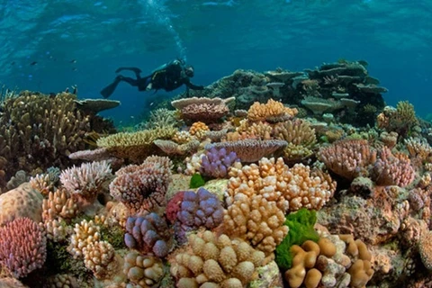 El Nino causes coral bleaching in Con Dao islands