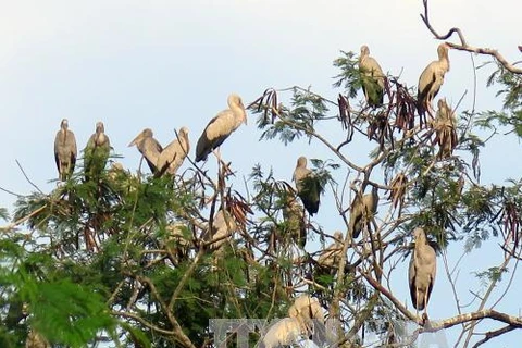 Rare Asian openbill storks flock to Dien Bien