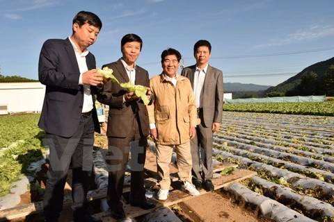 Japanese agricultural model eyes promoting links with Vietnam