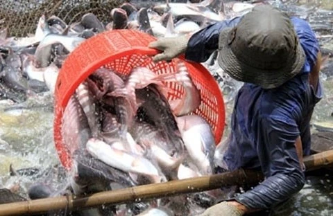 All catfish exports to US subject to examination