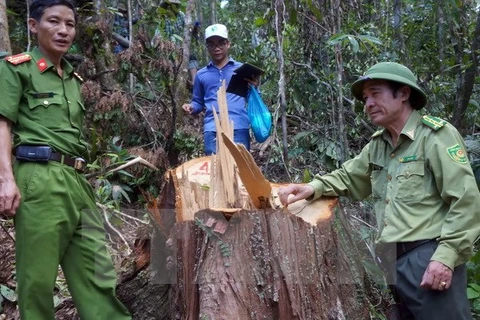 PM requests investigation into pomu forest destruction in Quang Nam