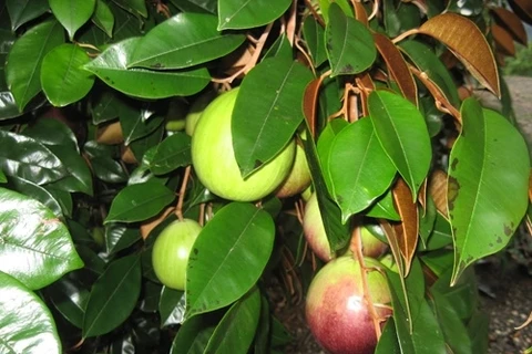 US may allow import of Vietnam’s star apples