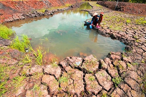 Mekong Delta farmers struggle with drought, salinity aftermath