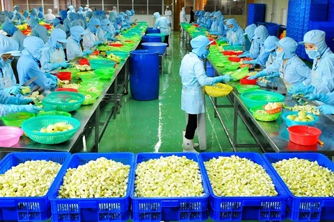 Factory processing fruit for export launched in Ben Tre 