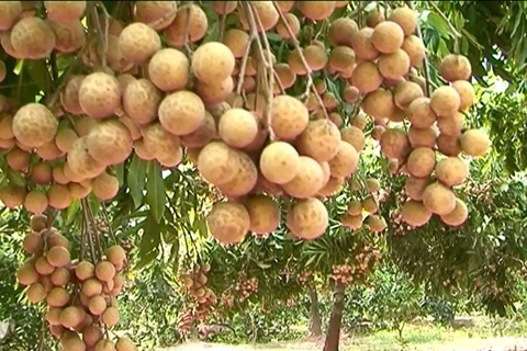 Vietnam ships Hung Yen longan to US