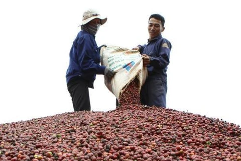 Coffee exports to hit 1.5 mln tones this year