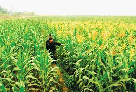Northern region to expand winter crop area to 430,000 hectares