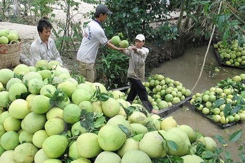 Mekong Delta farming cooperatives link up 