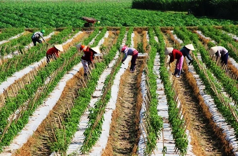 Tay Ninh aims to be agri-tech hub