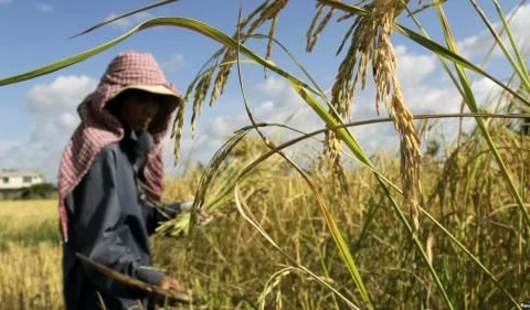 ADB approves new loan to help Cambodia develop agriculture