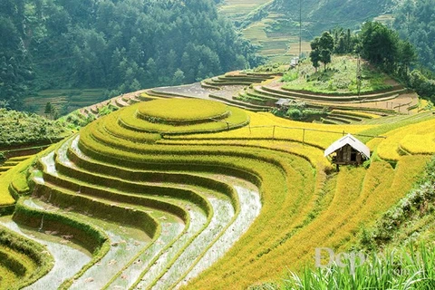 Mu Cang Chai boasts picturesque terraced rice fields