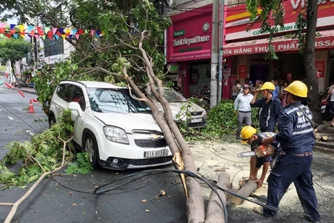 HCM City urged to inspect thousands of trees
