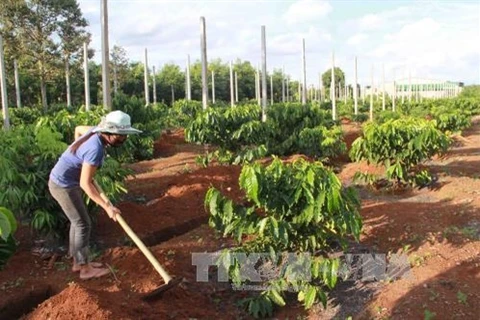 Central Highlands to replant coffee trees on 19,000 hectares