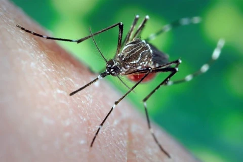 Dengue fever cases surge in HCM City