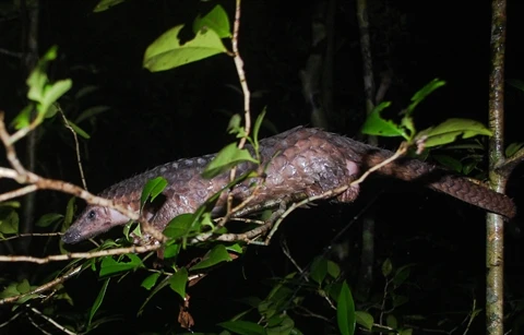 Endangered pangolins released into the wild