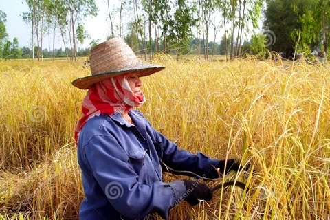 Thailand’s agricultural development efforts highlighted 