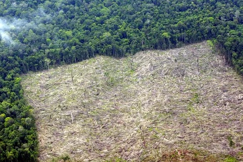 World Bank, Denmark support Indonesia’s forest management