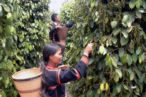 Vietnamese pepper exports surge