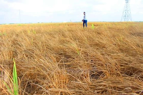 Vietnam ensures food security amid climate change
