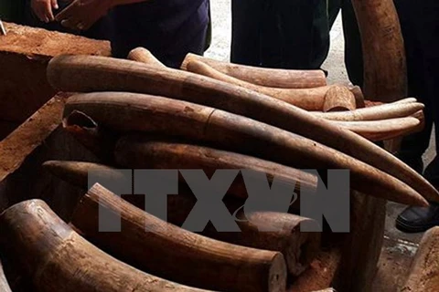 Criminal proceedings launched on elephant tusk smuggling case