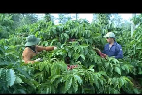 Central Highlands reduces coffee growing area