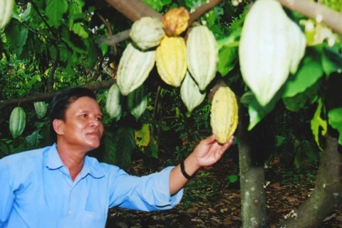 Cocoa to be grown with cashew trees 
