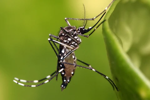 First Zika case detected in Myanmar