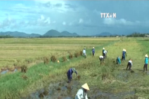 FAO: Vietnam hardest hit by climate change 