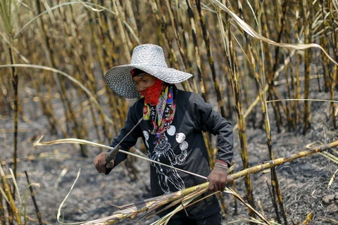 Thailand’s sugarcane output falls due to drought