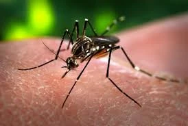 HCM City steps up screening for Zika virus