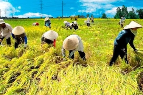 Experts: Improving rice quality becomes urgent task 