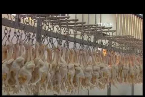Vietnam to boost chicken exports