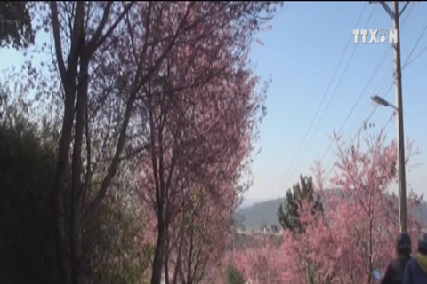 Da Lat to hold cherry blossom festival in 2017